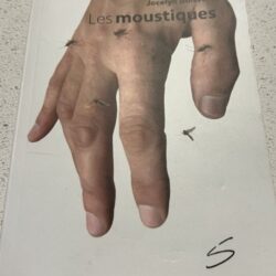 Moustique